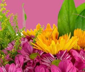 flowers with pink background