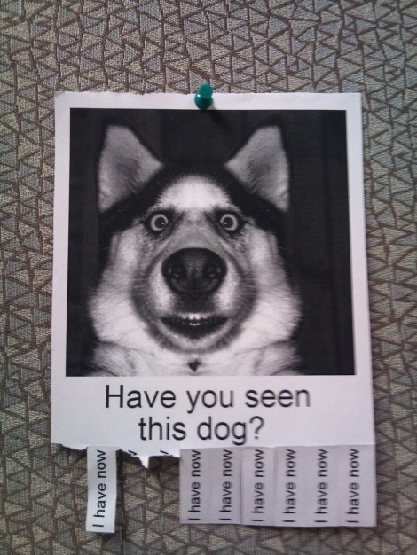 have you seen this dog?