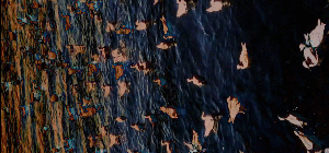 the-ducks-and-water-one