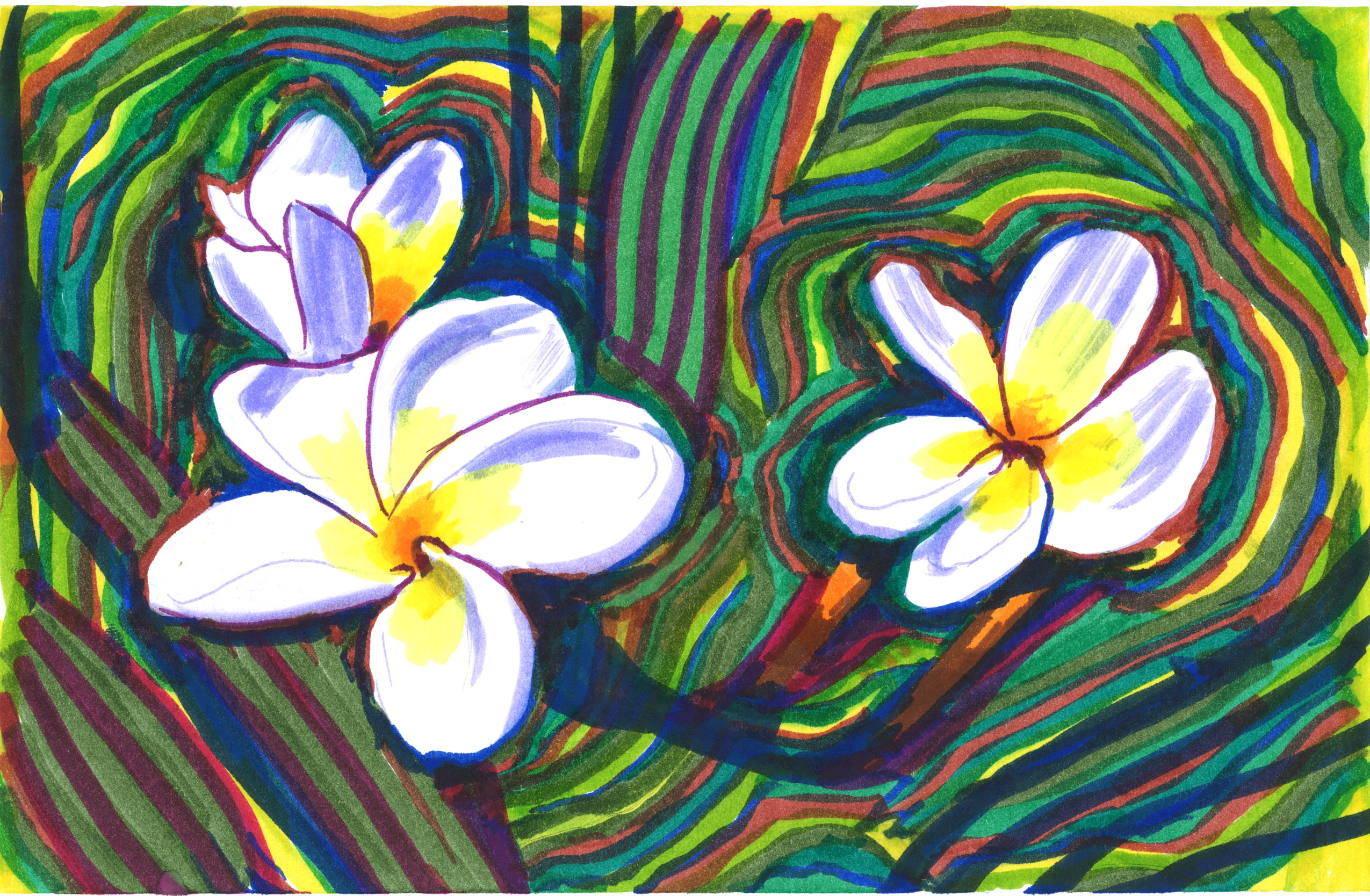 plumeria